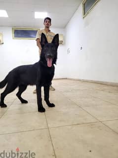 Male german shepherd 5 month ذكر جيرمن