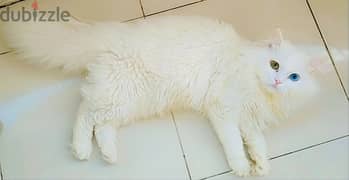 Turkish Angora قط عين وعين