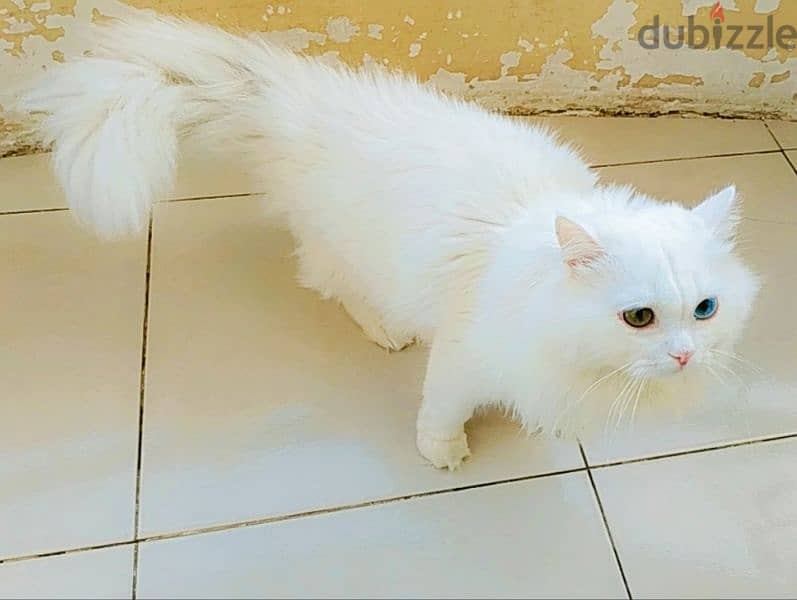 Turkish Angora قط عين وعين 1