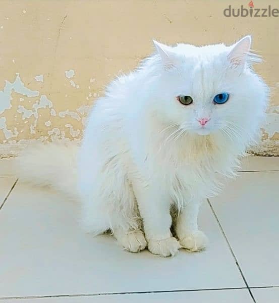 Turkish Angora قط عين وعين 2