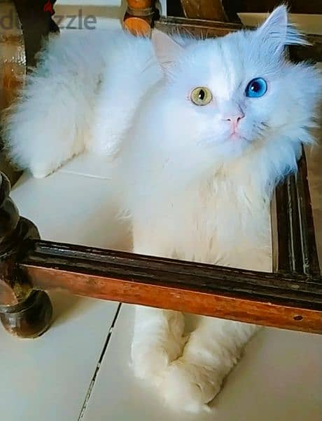 Turkish Angora قط عين وعين 3