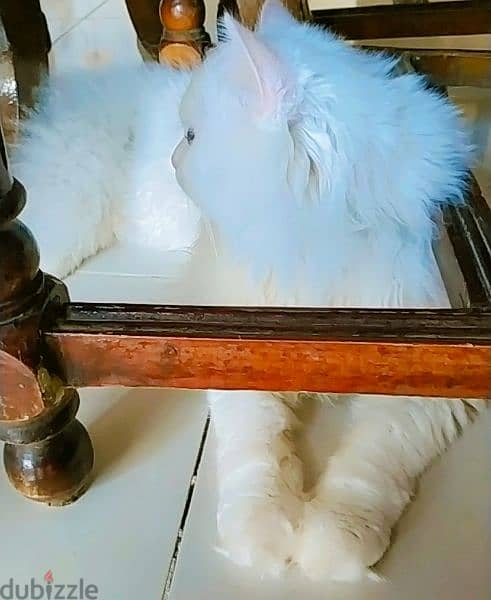 Turkish Angora قط عين وعين 4