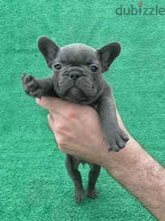 French bulldog _puppy