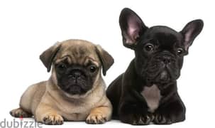 WANTED !!! PUG or French bulldog