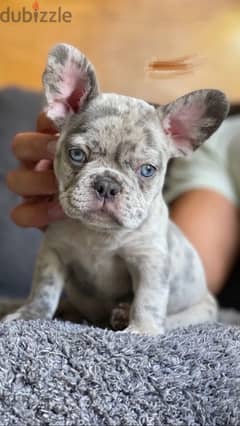 french bulldog merle 45 days