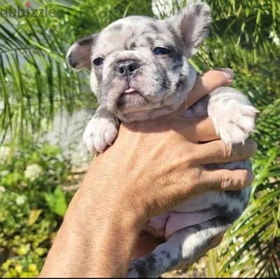 french bulldogs puupy ميرل