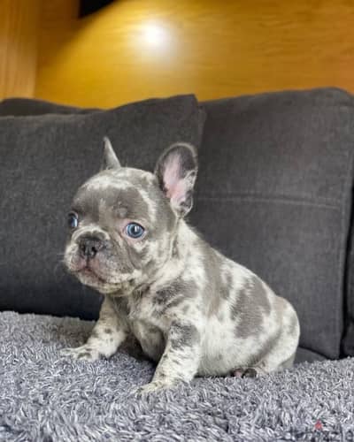 french bulldogs _ فرينش بولدج ميرل