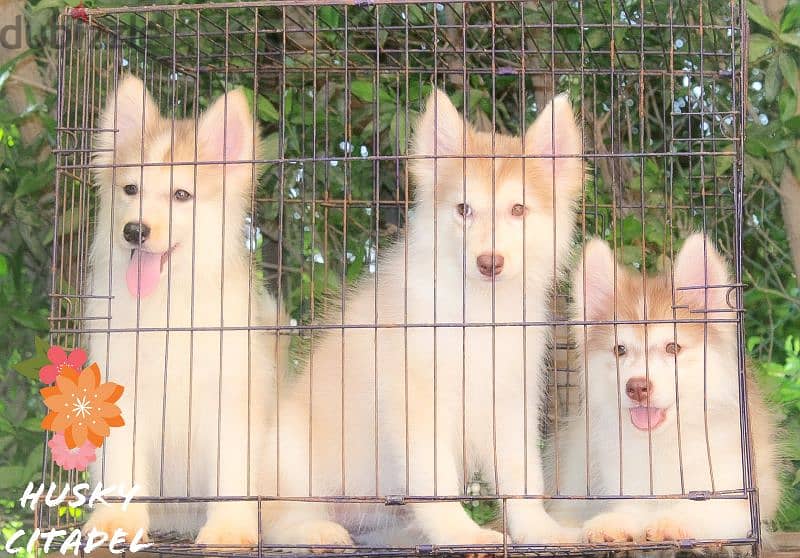 جراوي هاسكي للبيع husky puppies 1