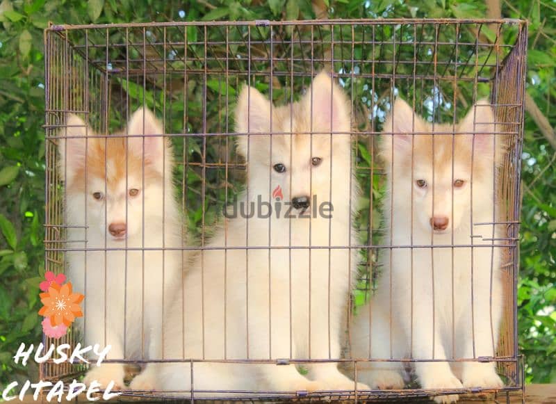 جراوي هاسكي للبيع husky puppies 2