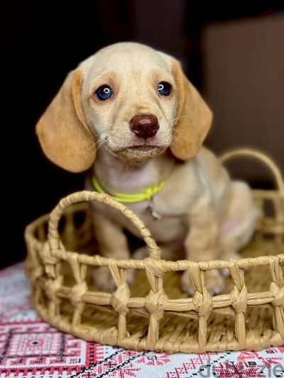 Imported cream dachshund rabbit Boy from Russia