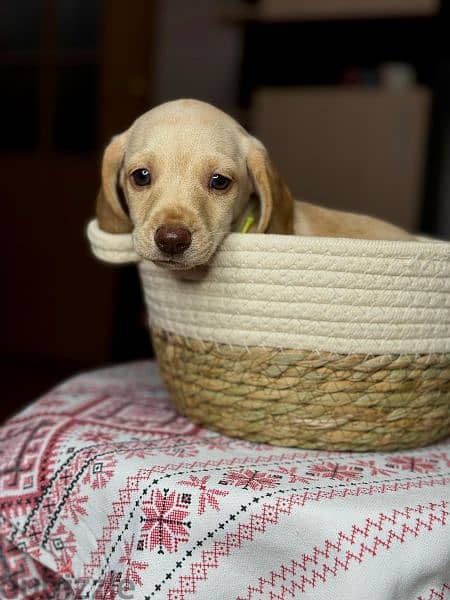 Imported cream dachshund rabbit Boy from Russia 2