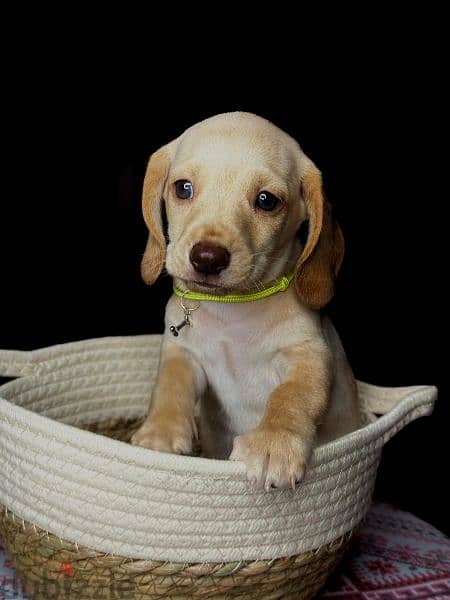 Imported cream dachshund rabbit Boy from Russia 3