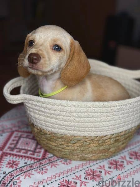 Imported cream dachshund rabbit Boy from Russia 4