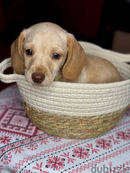 Imported cream dachshund rabbit Boy from Russia 5