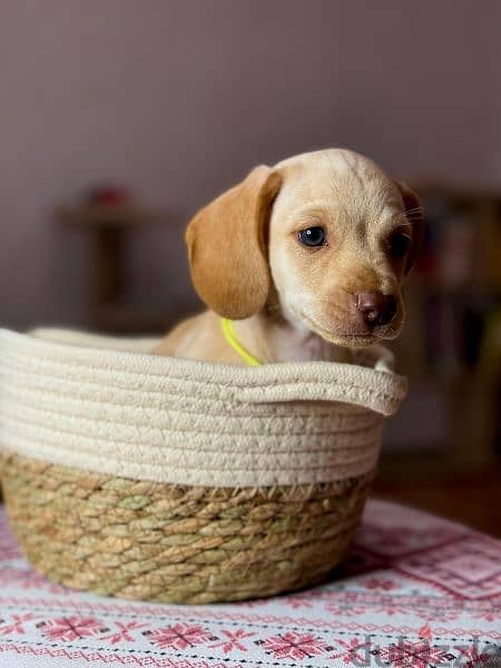 Imported cream dachshund rabbit Boy from Russia 6