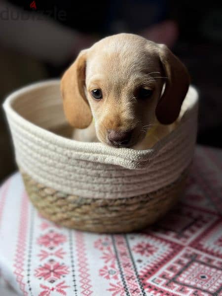 Imported cream dachshund rabbit Boy from Russia 7