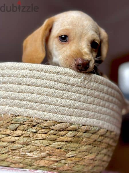 Imported cream dachshund rabbit Boy from Russia 8