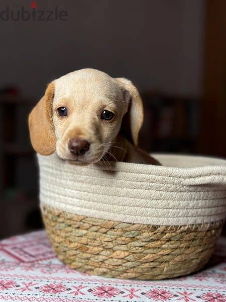 Imported cream dachshund rabbit Boy from Russia 9