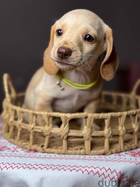 Imported cream dachshund rabbit Boy from Russia 10