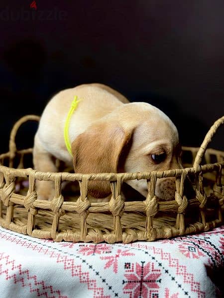 Imported cream dachshund rabbit Boy from Russia 11