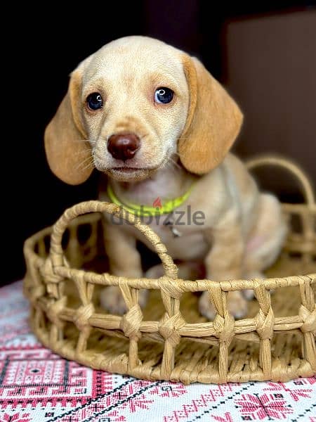 Imported cream dachshund rabbit Boy from Russia 12