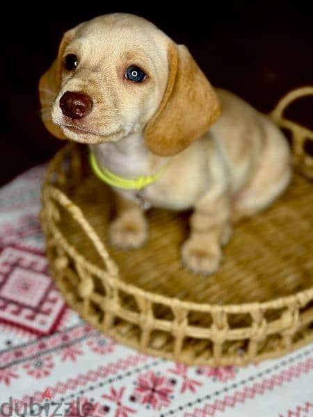 Imported cream dachshund rabbit Boy from Russia 13