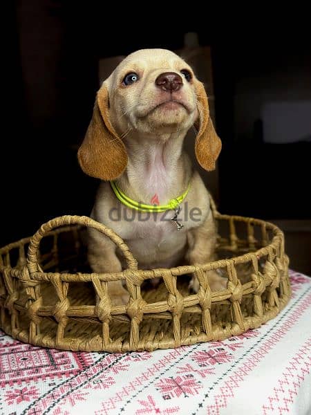 Imported cream dachshund rabbit Boy from Russia 14