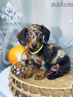 Imported marble dachshund rabbit Male