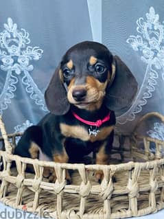 Imported black and tan dachshund female From Russia