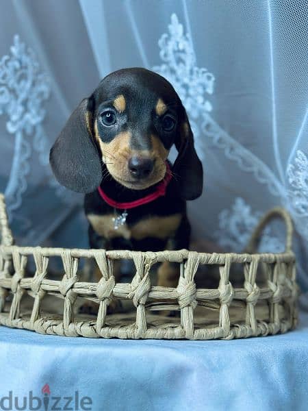 Imported black and tan dachshund female From Russia 1