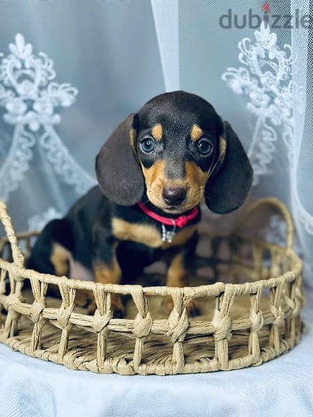 Imported black and tan dachshund female From Russia 2