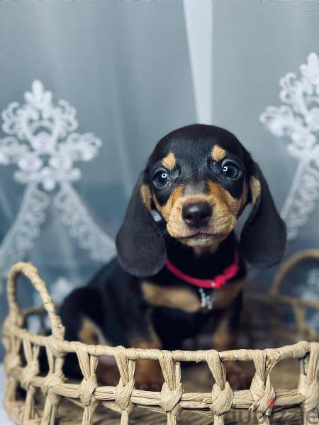 Imported black and tan dachshund female From Russia 3