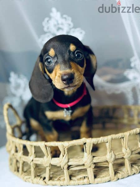 Imported black and tan dachshund female From Russia 4