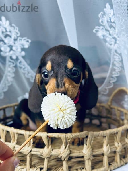 Imported black and tan dachshund female From Russia 5