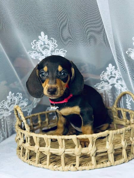 Imported black and tan dachshund female From Russia 6