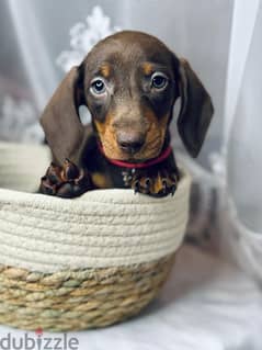 Imported dachshund chocolate female 0