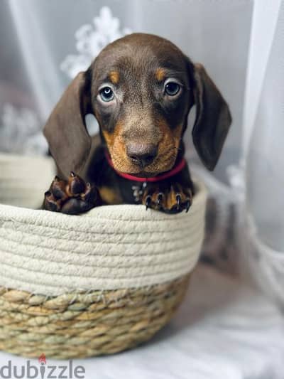 Imported dachshund chocolate female