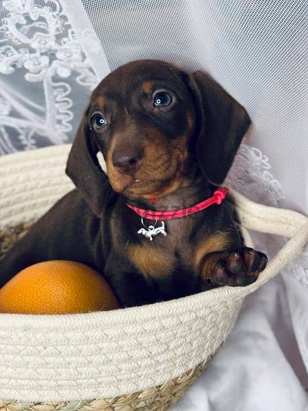 Imported dachshund chocolate female 1