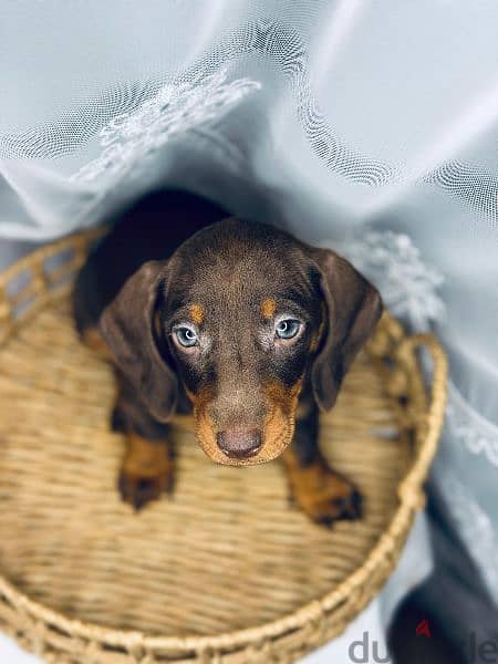 Imported dachshund chocolate female 2