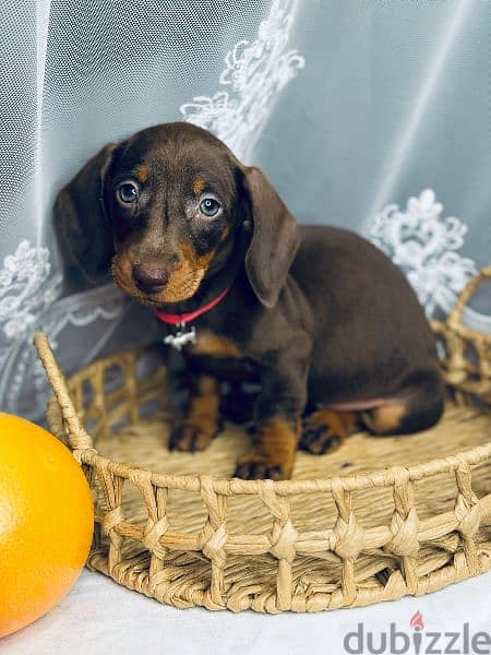 Imported dachshund chocolate female 4