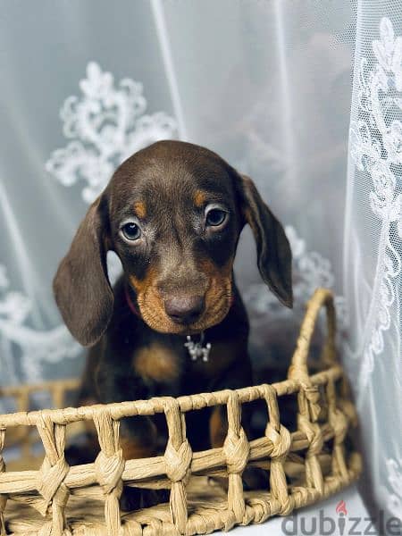 Imported dachshund chocolate female 5