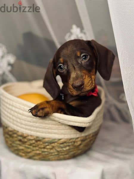 Imported dachshund chocolate female 7