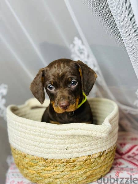 Imported dachshund Male From Russia rabbit size 1