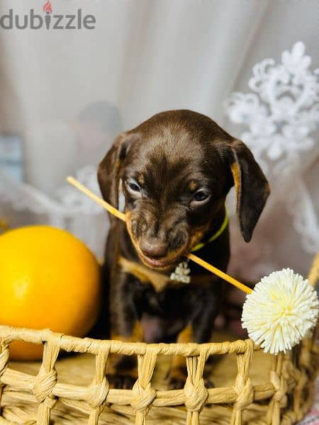 Imported dachshund Male From Russia rabbit size 2