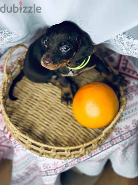 Imported dachshund Male From Russia rabbit size 3