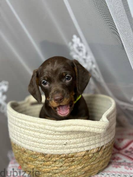 Imported dachshund Male From Russia rabbit size 4