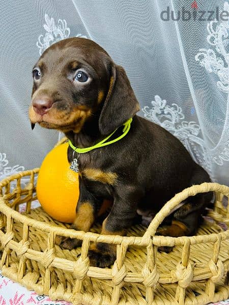 Imported dachshund Male From Russia rabbit size 5