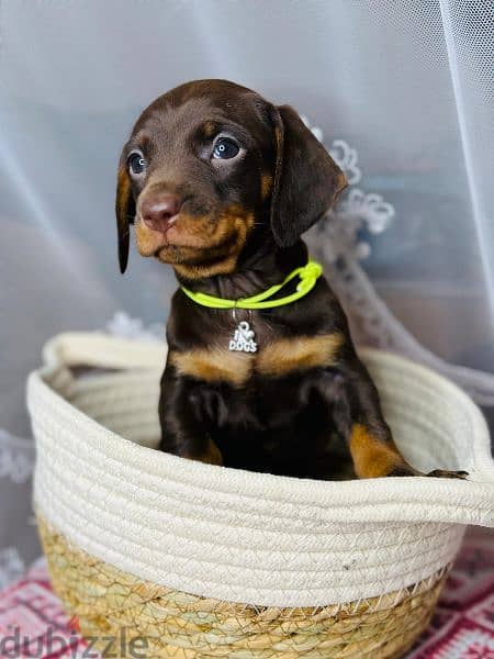 Imported dachshund Male From Russia rabbit size 6