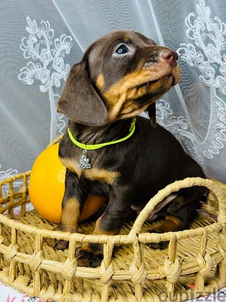 Imported dachshund Male From Russia rabbit size 7