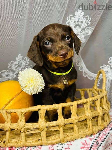 Imported dachshund Male From Russia rabbit size 9